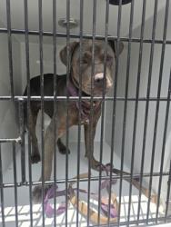 Shelter Stray Female Dog last seen Near lake manor way, East Point, GA, 1251 Fulton Industrial Blvd NW, Atlanta, GA 30336, USA