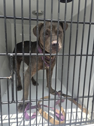 Shelter Stray Female Dog last seen Near lake manor way, East Point, GA, 1251 Fulton Industrial Blvd NW, Atlanta, GA 30336, USA