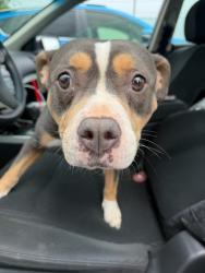 Shelter Stray Female Dog last seen Near E Ponce de Leon Ave, Clarkston, GA 30021, 30021, GA, 3280 Chamblee Dunwoody Rd, Chamblee, GA 30341, USA