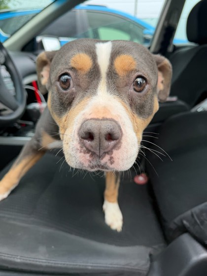 Shelter Stray Female Dog last seen Near E Ponce de Leon Ave, Clarkston, GA 30021, 30021, GA, 3280 Chamblee Dunwoody Rd, Chamblee, GA 30341, USA