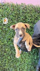 Shelter Stray Male Dog last seen CAPISTRANO DR, CITY of El Paso, TX, 5001 Fred Wilson Ave, El Paso, TX 79906, USA