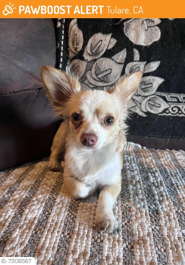Found/Stray Male Dog last seen Came to friends home in Tulare, CA, Tulare, CA 93274