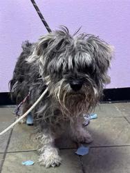 Shelter Stray Male Dog last seen , , NM, 5001 Fred Wilson Ave, El Paso, TX 79906, USA
