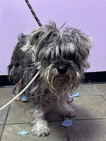 Shelter Stray Male Dog last seen , , NM, 5001 Fred Wilson Ave, El Paso, TX 79906, USA