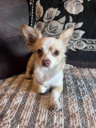 Found/Stray Male Dog last seen Came to friends home in Tulare, CA, Tulare, CA 93274
