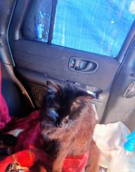Lost Male Cat last seen Orange, paramount, Paramount, CA 90723