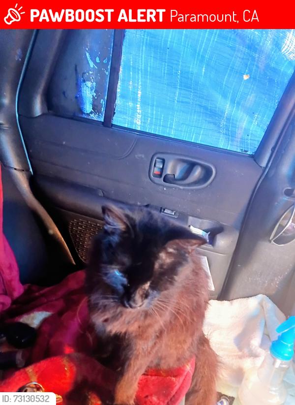 Lost Male Cat last seen Orange, paramount, Paramount, CA 90723
