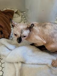 Reunited Female Cat last seen Santa Monica Blvd and Crescent Heights, West Hollywood, CA 90046