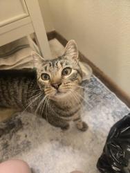 Reunited Male Cat last seen North Lakewood Gardens Lane, Madison, WI 53704