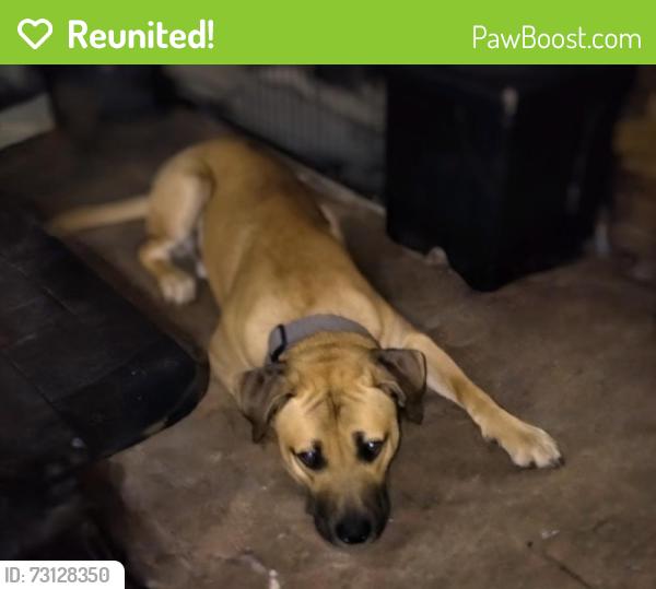 Reunited Male Dog last seen Se 181st and se stark, Gresham, OR 97233