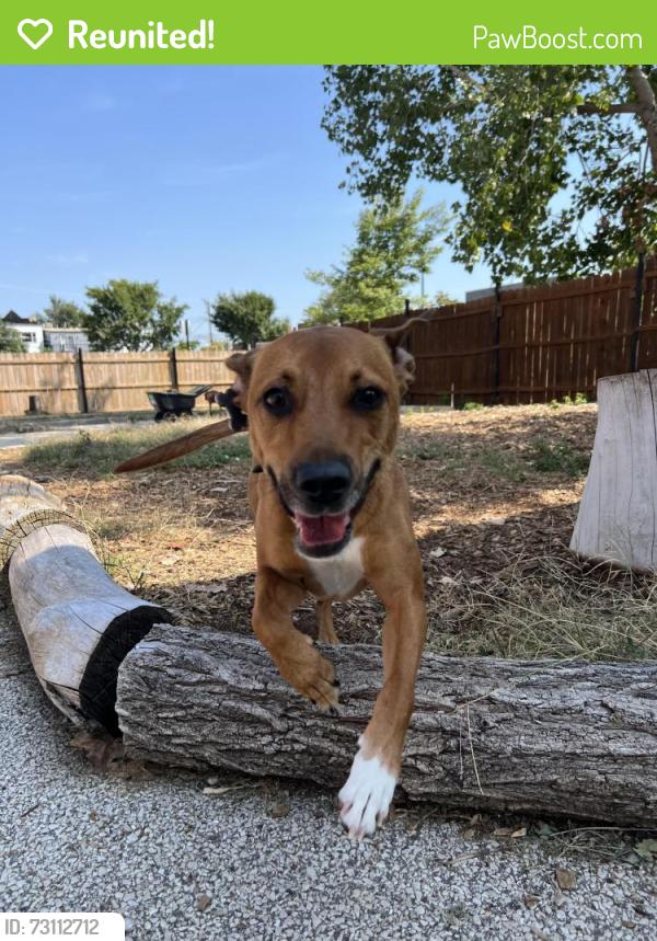 Reunited Female Dog last seen N Elston Ave, Chicago, IL, USA, Chicago, IL 60618