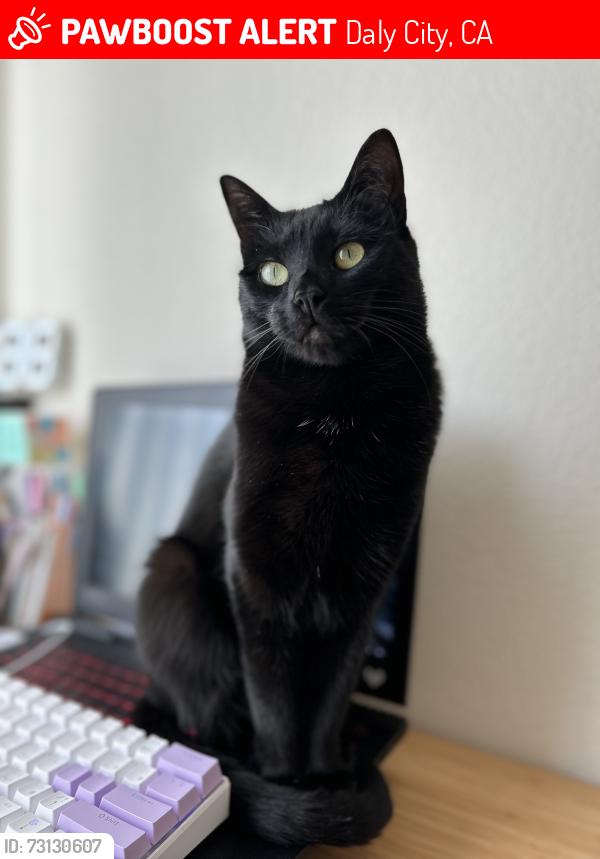 Lost Female Cat last seen westlake ave, Daly City, CA 94014