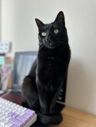Lost Female Cat last seen westlake ave, Daly City, CA 94014