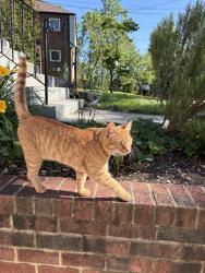 Lost Male Cat last seen Near Treemont Cheverly MD 20785, Cheverly, MD 20785