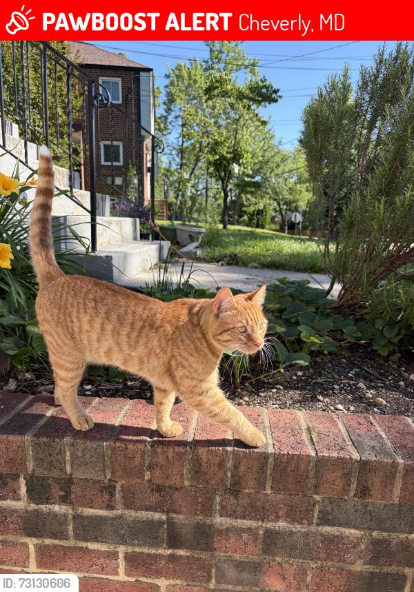 Lost Male Cat last seen Near Treemont Cheverly MD 20785, Cheverly, MD 20785