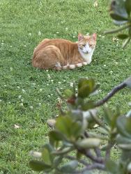Lost Male Cat last seen Lennox and Green Brier, Bakersfield, CA 93309