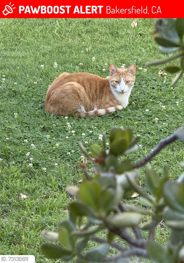 Lost Male Cat last seen Lennox and Green Brier, Bakersfield, CA 93309