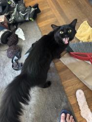Reunited Male Cat last seen Samuel Gorton Ave, Warwick, Rhode Island, Warwick, RI 02889