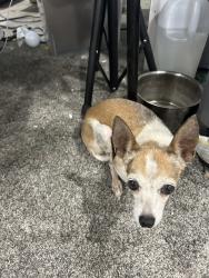 Reunited Female Dog last seen Allen/Gowan, North Las Vegas, NV 89032