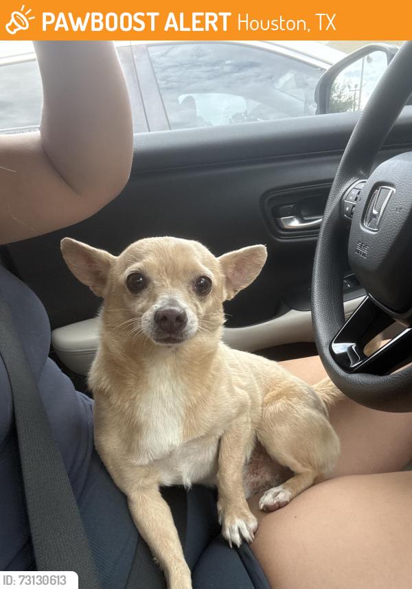 Found/Stray Male Dog last seen Kingwood drive, Houston, TX 77339