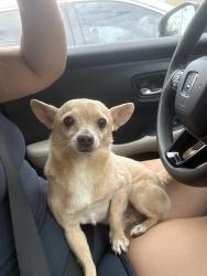 Found/Stray Male Dog last seen Kingwood drive, Houston, TX 77339