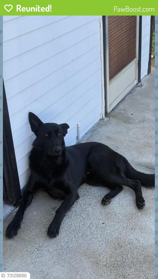 Reunited Male Dog last seen 6th st and San Antonio, Ontario, CA 91762