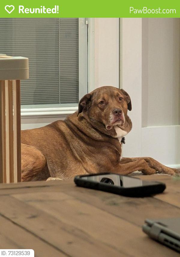 Reunited Female Dog last seen Near Concord Woods Dr, Knoxville, TN 37934, Knoxville, TN 37934