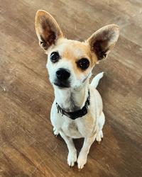 Lost Female Dog last seen Near S Yukon Parkway, Yukon, OK 73099