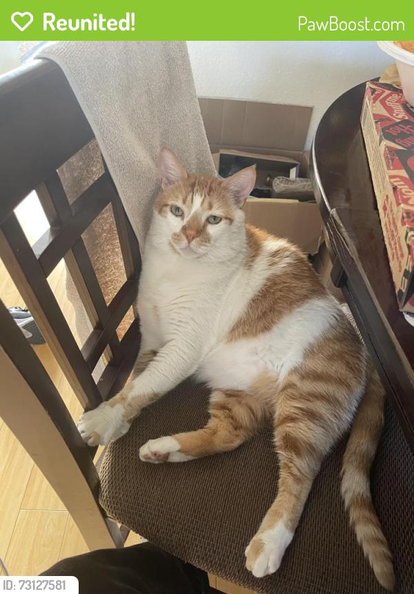 Reunited Male Cat last seen Dale and Ball Rd, Anaheim, CA 92804