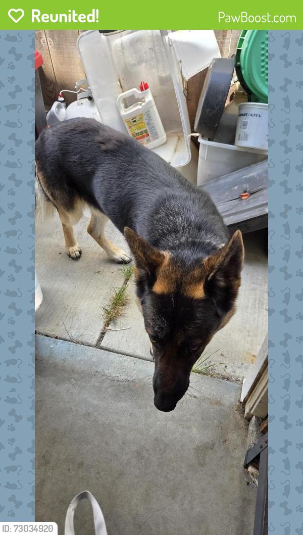 Reunited Male Dog last seen Chardonnay and Windsor Salinas California, Salinas, CA 93906