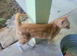 Reunited Male Cat last seen Meadowcreek, Round Rock, TX 78664
