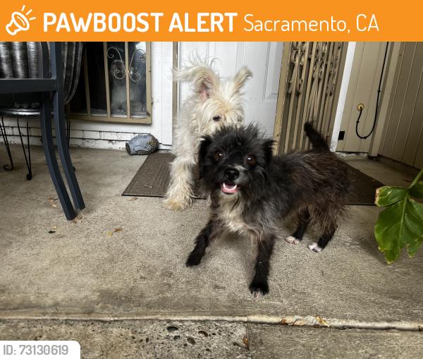 Found/Stray Female Dog last seen Franklin, Sacramento, CA 95823