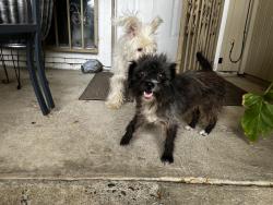 Found/Stray Female Dog last seen Franklin, Sacramento, CA 95823