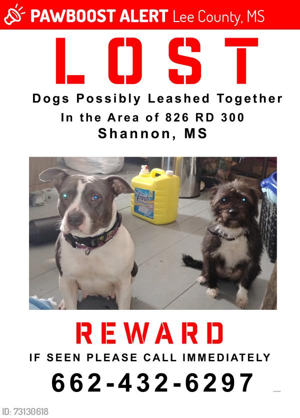 Lost Female Dog last seen CHIWAPA CREEK, Lee County, MS 38868