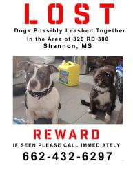 Lost Female Dog last seen CHIWAPA CREEK, Lee County, MS 38868