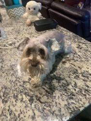 Reunited Male Dog last seen Truman st & E Sanford st, Arlington, TX 76011