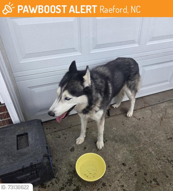 Found/Stray Male Dog last seen Dollar general, Raeford, NC 28376