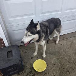 Found/Stray Male Dog last seen Dollar general, Raeford, NC 28376