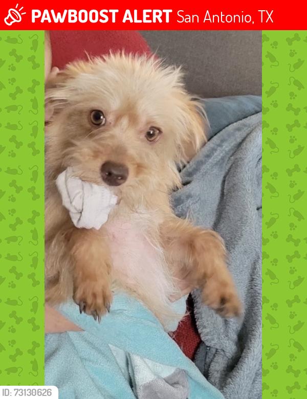 Lost Female Dog last seen Donaldson, San Antonio, TX 78228