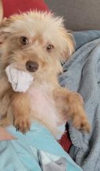 Lost Female Dog last seen Donaldson, San Antonio, TX 78228