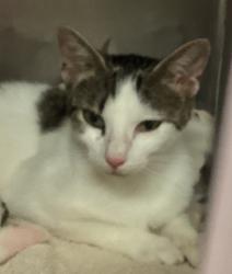 Shelter Stray Female Cat last seen Dakota Drive, GARNER, NC, 27529, 820 Beacon Lake Dr, Raleigh, NC 27610, USA