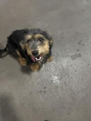 Lost Unknown Dog last seen The Abbey at Grande Oaks, San Antonio, TX 78240