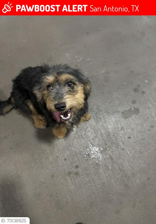 Lost Unknown Dog last seen The Abbey at Grande Oaks, San Antonio, TX 78240
