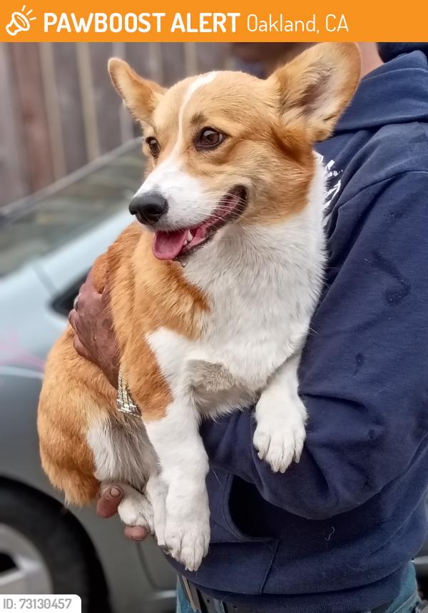 Found/Stray Female Dog last seen International Blvd, Oakland, CA 94605