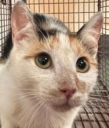 Shelter Stray Female Cat last seen Quarryman Road, RALEIGH, NC, 27610, 820 Beacon Lake Dr, Raleigh, NC 27610, USA