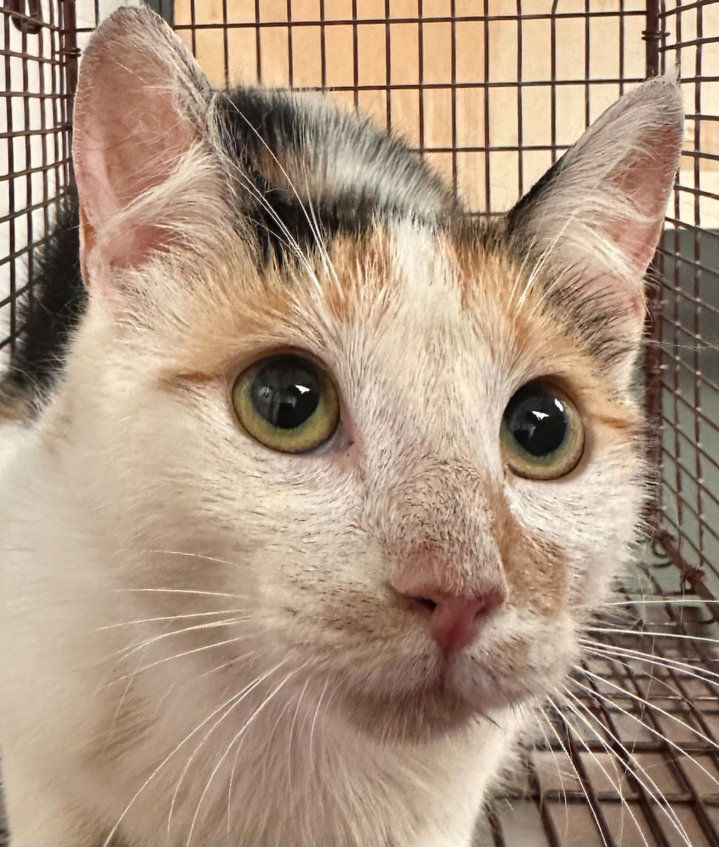 Shelter Stray Female Cat last seen Quarryman Road, RALEIGH, NC, 27610, 820 Beacon Lake Dr, Raleigh, NC 27610, USA