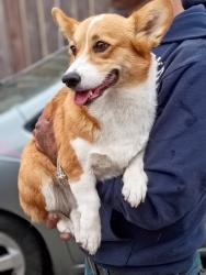 Found/Stray Female Dog last seen International Blvd, Oakland, CA 94605