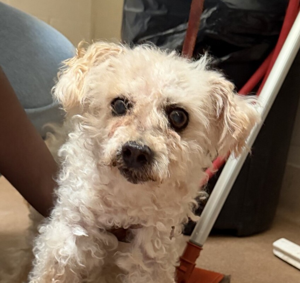 Shelter Stray Male Dog last seen 14th Street, San Diego, CA, 92101, 5500 Gaines St, San Diego, CA 92110, USA