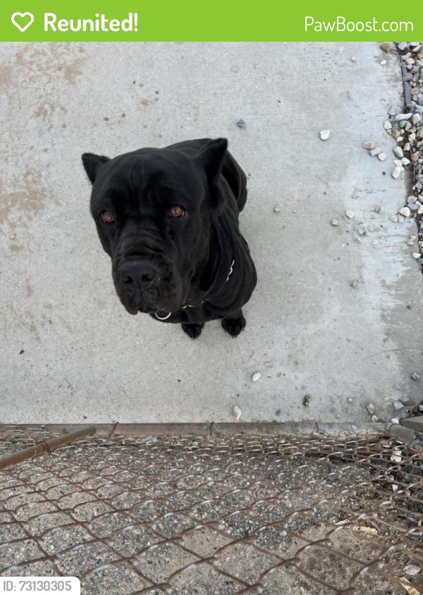 Reunited Female Dog last seen Near oakwoo avenue hesperia ca 92345, Hesperia, CA 92344