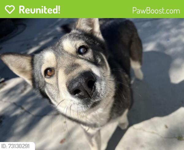 Reunited Female Dog last seen Maple park, Hesperia, CA 92345